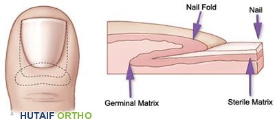 تشريح الظفر البشري